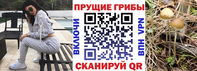 где купить наркоту Гвардейск Галлюциногенные грибы Psilocybe
